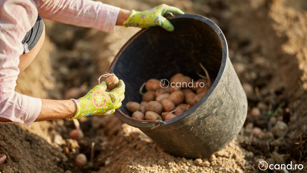 Plantarea cartofilor