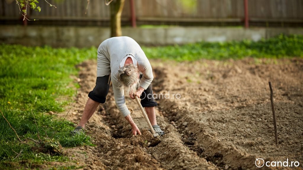 Pregatirea solului pentru plantarea cartofilor