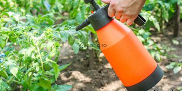 Cand se stropesc rosiile cu lapte si ce efect are asupra plantelor