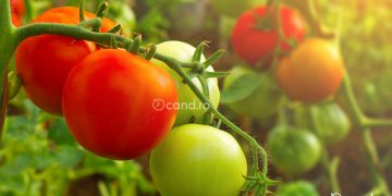 Cand se stropesc rosiile prima data si ce produse sa folosesti