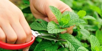 Cand se culege menta si cum iti dai seama