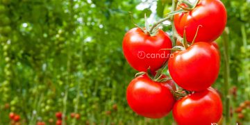 Cand se rup primele frunze la rosii. De ce este necesara defolierea tomatelor