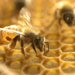 Cand se aplica tratamentul cu Varachet pentru varroa la albine