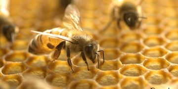 Cand se aplica tratamentul cu Varachet pentru varroa la albine