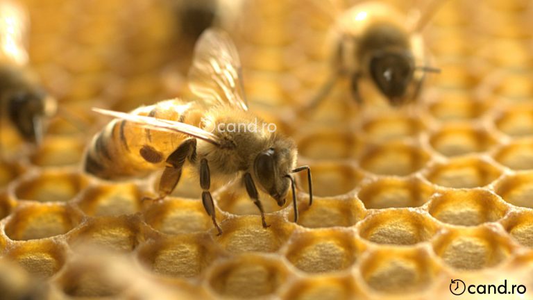 Cand se aplica tratamentul cu Varachet pentru varroa la albine