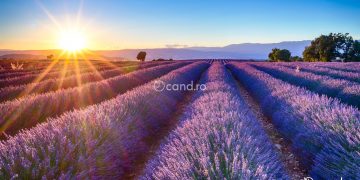 Cand se recolteaza lavanda si care este cel mai bun interval orar
