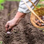 Cand se face plantarea usturoiului toamna