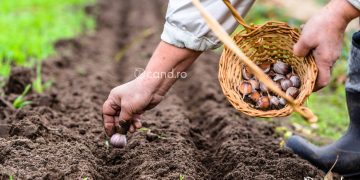 Cand se face plantarea usturoiului toamna