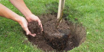 Cand se muta pomii fructiferi si care sunt pasii