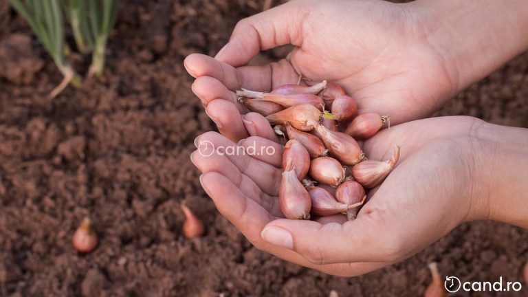 Cand se planteaza arpagicul toamna si cum sa faci asta
