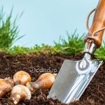 Cand se planteaza bulbii de narcise toamna