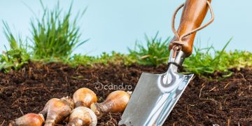 Cand se planteaza bulbii de narcise toamna