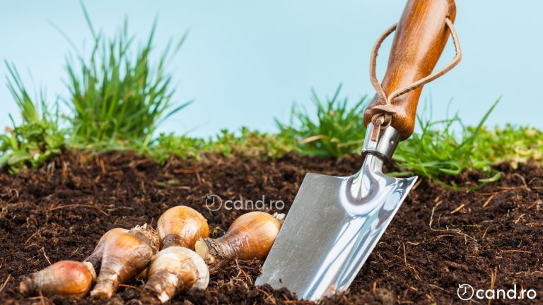 Cand se planteaza bulbii de narcise toamna