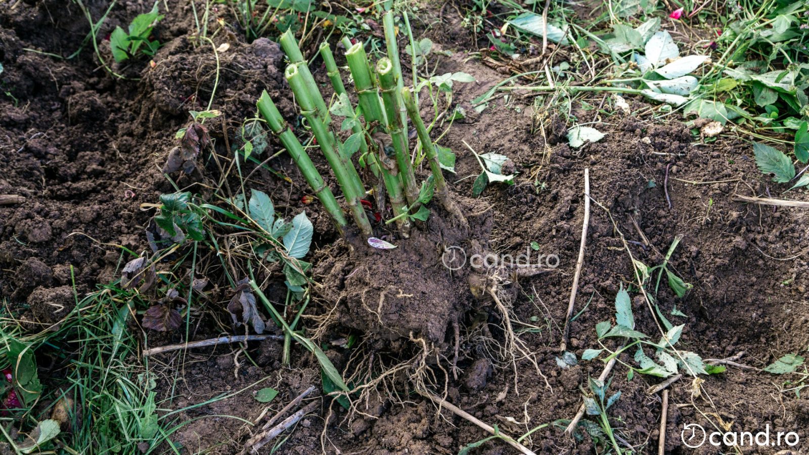 Cand se scot bulbii de dalii din pamant si cum ii pastrezi pe timp de iarna cand.ro Cand se scot bulbii de dalii din pamant si cum ii pastrezi pe timp de iarna cand.ro