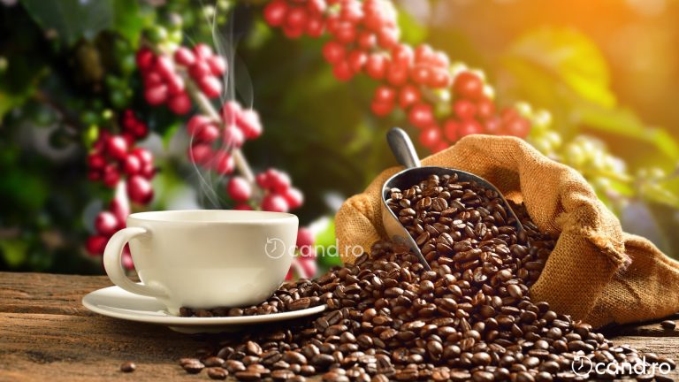 Cand a fost descoperita cafeaua, cea mai consumata bautura din lume