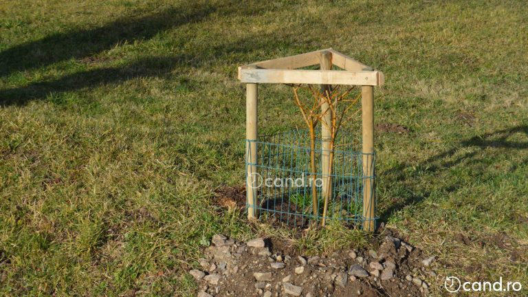 Cand se planteaza salcia. Sfaturi utile pentru incepatori