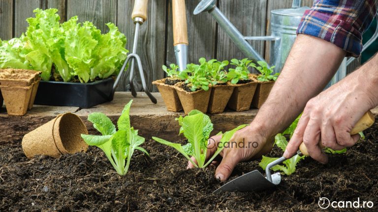 Cand se planteaza salata in gradina si cum sa faci asta