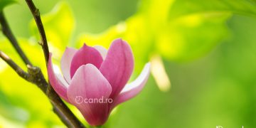 Cand se planteaza magnolia din ghiveci. Ce trebuie sa stii