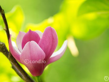 Cand se planteaza magnolia din ghiveci. Ce trebuie sa stii