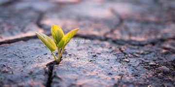 Cand au aparut primele plante pe Pamant