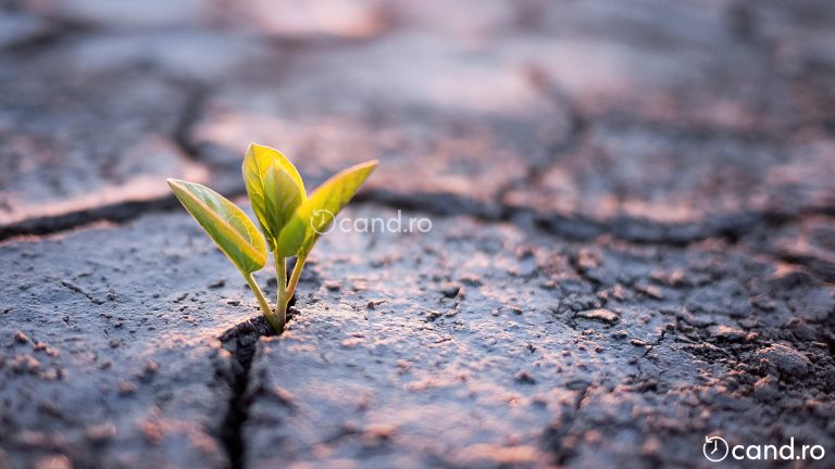 Cand au aparut primele plante pe Pamant