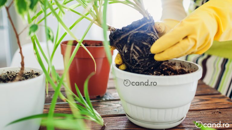 Cand se face transplantarea plantelor de apartament
