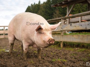 Cand trebuie chemat veterinarul la taierea porcului