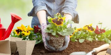Cand se planteaza panselutele, cele mai comune flori din gradinile romanilor 